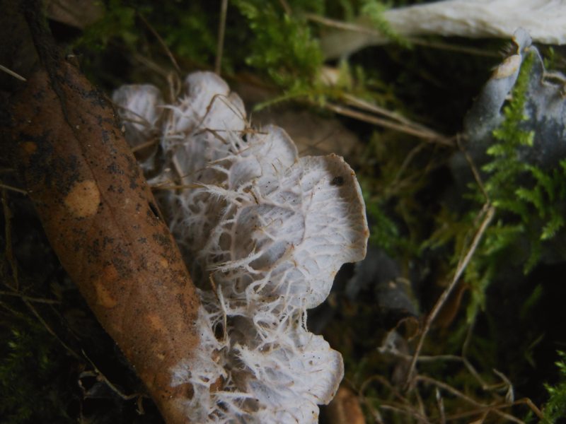 Peltigera sp. da Luogosanto